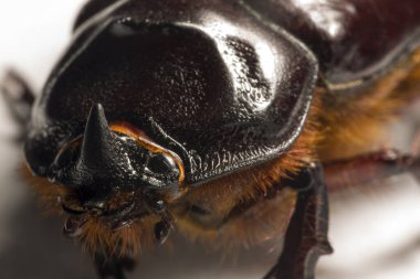 Avrupa gergedan böceği (Oryctes nasicornis), Dynastinae alt familyasına ait büyük bir uçan böcek türü. İmaj, çekinik, itaatkar erkek.