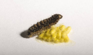 Apanteles glomeratus, Pieris brassicae. Böceklerin kendi aralarında parazitlenmesi. Koinobiont parazit arıları.