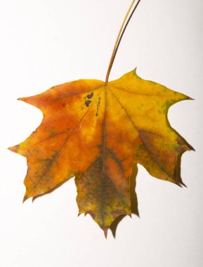 Beyaz arka planda bir sonbahar akçaağaç yaprağı.