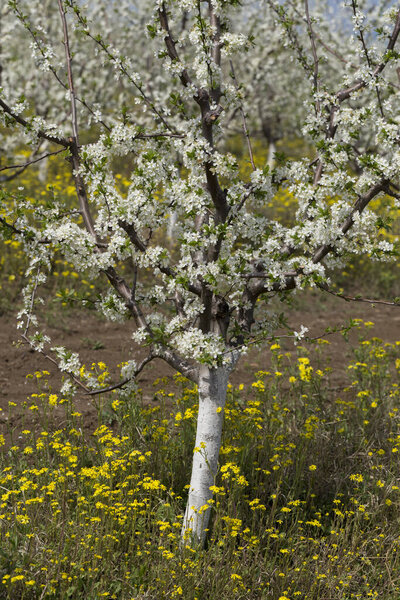 Plum orchard in the flowering period. White and yellow flowers in spring.