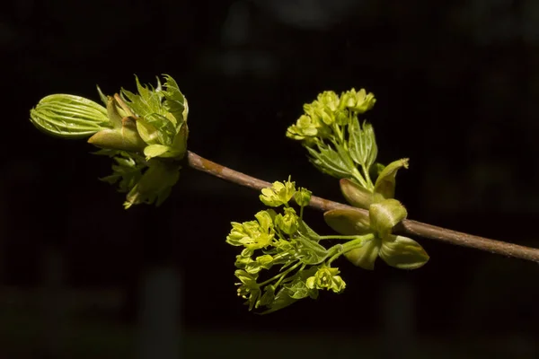 stock image Green flowers of the maple on the branches of the tree. Black background.