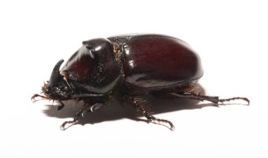 Avrupa gergedan böceği (Oryctes nasicornis), Dynastinae alt familyasına ait büyük bir uçan böcek türü. İmaj, çekinik, itaatkar erkek.