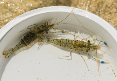 Palemon elegans, Palemonidae familyasından Palemonidae familyasından bir karides türü..