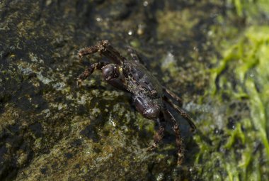 Pachygrapsus marmoratus bazen mermer kaya yengeci veya mermer yengeç olarak da adlandırılan bir yengeç türüdür. Karadeniz. Taşlarda yengeç. Hayvanın çiftleşme davranışı, köpüğün serbest bırakılması..