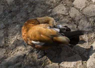 Ruddy shelduck (Tadorna ferruginea), Brahminy ördeği, Anatidae familyasından bir ördek türü. Su kuşunun sabah tuvaleti.