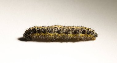 Apanteles glomeratus, Pieris brassicae. Böceklerin kendi aralarında parazitlenmesi. Koinobiont parazit arıları.