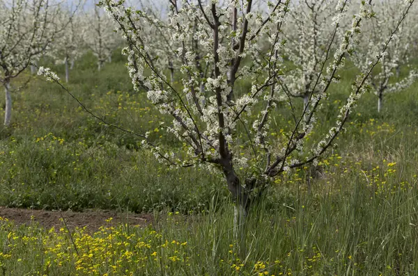 Çiçek açma döneminde erik bahçesi. Baharda beyaz ve sarı çiçekler.