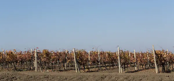 Vineyards in the autumn with red foliage. Transition of the vine to wintering. Wine-making. Technology of wine production. Wine production in Moldova. Panorama.