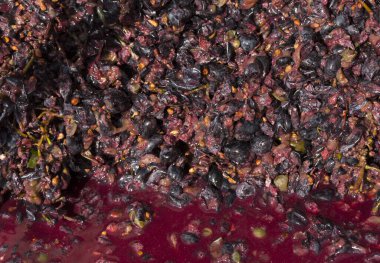 Şarap malzemesi, üzüm suyu - mutlaka, stum, maun. Moldova 'da şarap üretim teknolojisi. Şarap yapma geleneği..