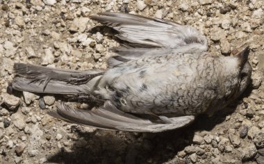 Kırmızı sırtlı örümcekkuşu (Lanius collurio) etobur bir kuş ve örümcekgiller familyasının bir üyesidir. Yavru kuş, dişi. Ölü kuş. Yol savaşları, bir Shrike 'ın ölümü. Arabadan ölüm.