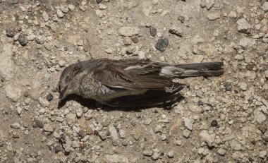 Kırmızı sırtlı örümcekkuşu (Lanius collurio) etobur bir kuş ve örümcekgiller familyasının bir üyesidir. Yavru kuş, dişi. Ölü kuş. Yol savaşları, bir Shrike 'ın ölümü. Arabadan ölüm.