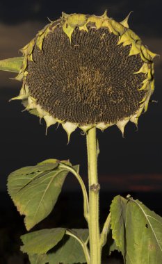 Helianthus, ayçiçeği yakın plan. Olgun tarım mahsulü, hasat edilmeden önce.