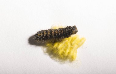 Apanteles glomeratus, Pieris brassicae. Böceklerin kendi aralarında parazitlenmesi. Koinobiont parazit arıları.