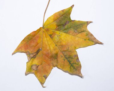 Beyaz arka planda bir sonbahar akçaağaç yaprağı.