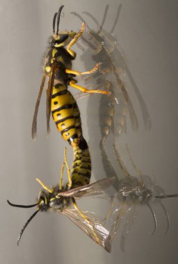 Vespula germanica, Avrupa eşekarısı, Alman eşekarısı veya Alman sarı ceketi. Çiftleşme anında erkek ve dişi..