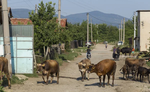 Kazanlak, Stara Zagora Eyaleti, Bulgaristan. 07.07.2019. İnekler otlaktan geri dönüyor. Şehirdeki hayvanlar gibi. Sığırlar ve insanlar..