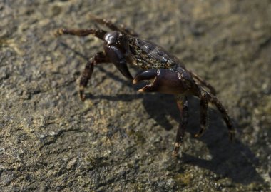 Pachygrapsus marmoratus bazen mermer kaya yengeci veya mermer yengeç olarak da adlandırılan bir yengeç türüdür. Karadeniz. Taşlarda yengeç. Hayvanın çiftleşme davranışı, köpüğün serbest bırakılması..