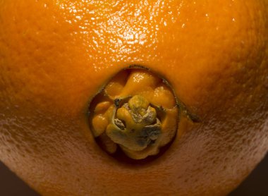 Garip bir tatlı portakal, yavrularını doğurur. Tıbbi Hastalıklar Derneği.