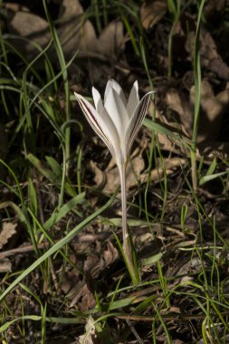 Crocus biflorus, (gümüş; viski). Bahar çiçekleri.