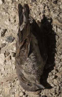 Kırmızı sırtlı örümcekkuşu (Lanius collurio) etobur bir kuş ve örümcekgiller familyasının bir üyesidir. Yavru kuş, dişi. Ölü kuş. Yol savaşları, bir Shrike 'ın ölümü. Arabadan ölüm.