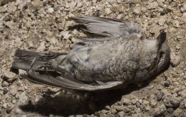 Kırmızı sırtlı örümcekkuşu (Lanius collurio) etobur bir kuş ve örümcekgiller familyasının bir üyesidir. Yavru kuş, dişi. Ölü kuş. Yol savaşları, bir Shrike 'ın ölümü. Arabadan ölüm.