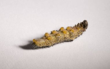 Apanteles glomeratus, Pieris brassicae. Böceklerin kendi aralarında parazitlenmesi. Koinobiont parazit arıları.