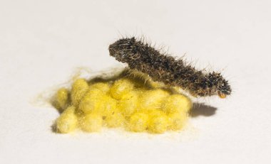 Apanteles glomeratus, Pieris brassicae. Böceklerin kendi aralarında parazitlenmesi. Koinobiont parazit arıları.