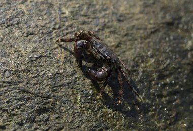 Pachygrapsus marmoratus bazen mermer kaya yengeci veya mermer yengeç olarak da adlandırılan bir yengeç türüdür. Karadeniz. Taşlarda yengeç.