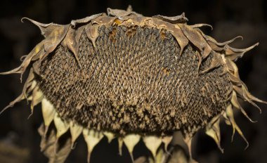 Helianthus, ayçiçeği yakın plan. Hasattan önce olgunlaşmış tarım mahsulleri. Olgun mahsullerin kuşlar tarafından tahrip edilmesi. Sabotaj.