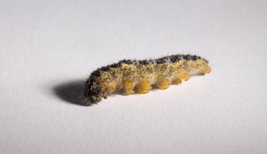 Apanteles glomeratus, Pieris brassicae. Böceklerin kendi aralarında parazitlenmesi. Koinobiont parazit arıları.