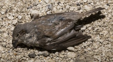 Kırmızı sırtlı örümcekkuşu (Lanius collurio) etobur bir kuş ve örümcekgiller familyasının bir üyesidir. Yavru kuş, dişi. Ölü kuş. Yol savaşları, bir Shrike 'ın ölümü. Arabadan ölüm.