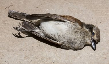 Kırmızı sırtlı örümcekkuşu (Lanius collurio) etobur bir kuş ve örümcekgiller familyasının bir üyesidir. Yavru kuş, dişi. Ölü kuş. Yol savaşları, bir Shrike 'ın ölümü. Arabadan ölüm.