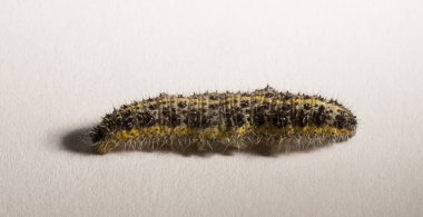 Apanteles glomeratus, Pieris brassicae. Böceklerin kendi aralarında parazitlenmesi. Koinobiont parazit arıları.