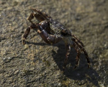 Pachygrapsus marmoratus bazen mermer kaya yengeci veya mermer yengeç olarak da adlandırılan bir yengeç türüdür. Karadeniz. Taşlarda yengeç. Hayvanın çiftleşme davranışı, köpüğün serbest bırakılması..