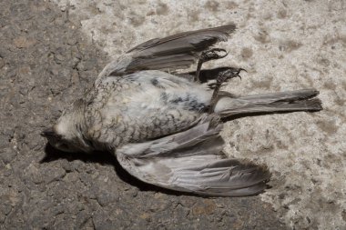 Kırmızı sırtlı örümcekkuşu (Lanius collurio) etobur bir kuş ve örümcekgiller familyasının bir üyesidir. Yavru kuş, dişi. Ölü kuş. Yol savaşları, bir Shrike 'ın ölümü. Arabadan ölüm.