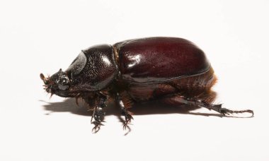 Avrupa gergedan böceği (Oryctes nasicornis), Dynastinae alt familyasına ait büyük bir uçan böcek türü. Imago, dişi bir böcek..
