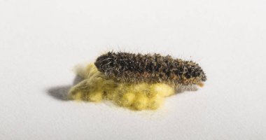 Apanteles glomeratus, Pieris brassicae. Böceklerin kendi aralarında parazitlenmesi. Koinobiont parazit arıları.