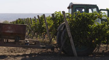 Taraclia, Moldova, 09.15.2020. Köylüler üzüm topluyor. Şarap üretimi. Üzüm toplama işleminin mekanizasyonu. Traktörle tarladan şarap malzemelerinin çıkarılması. 