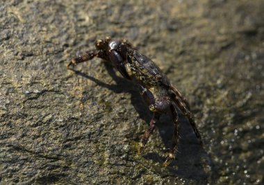Pachygrapsus marmoratus bazen mermer kaya yengeci veya mermer yengeç olarak da adlandırılan bir yengeç türüdür. Karadeniz. Taşlarda yengeç. Hayvanın çiftleşme davranışı, köpüğün serbest bırakılması..