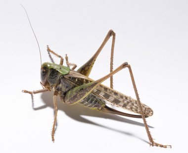 Wart-biter (Decticus verrucivorus), Tettigonidae familyasından bir çalı cırcırböceği türü. Çekirge yakın plan. Beyaz arka planda dişi bir böcek..