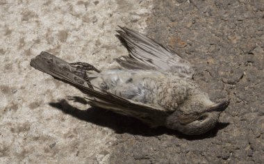 Kırmızı sırtlı örümcekkuşu (Lanius collurio) etobur bir kuş ve örümcekgiller familyasının bir üyesidir. Yavru kuş, dişi. Ölü kuş. Yol savaşları, bir Shrike 'ın ölümü. Arabadan ölüm.