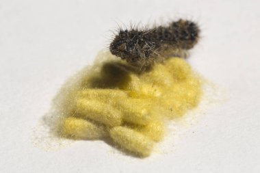 Apanteles glomeratus, Pieris brassicae. Böceklerin kendi aralarında parazitlenmesi. Koinobiont parazit arıları.