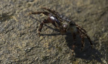 Pachygrapsus marmoratus bazen mermer kaya yengeci veya mermer yengeç olarak da adlandırılan bir yengeç türüdür. Karadeniz. Taşlarda yengeç. Hayvanın çiftleşme davranışı, köpüğün serbest bırakılması..