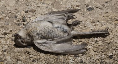 Kırmızı sırtlı örümcekkuşu (Lanius collurio) etobur bir kuş ve örümcekgiller familyasının bir üyesidir. Yavru kuş, dişi. Ölü kuş. Yol savaşları, bir Shrike 'ın ölümü. Arabadan ölüm.