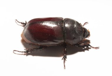 Avrupa gergedan böceği (Oryctes nasicornis), Dynastinae alt familyasına ait büyük bir uçan böcek türü. Imago, dişi bir böcek..