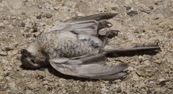 Kırmızı sırtlı örümcekkuşu (Lanius collurio) etobur bir kuş ve örümcekgiller familyasının bir üyesidir. Yavru kuş, dişi. Ölü kuş. Yol savaşları, bir Shrike 'ın ölümü. Arabadan ölüm.