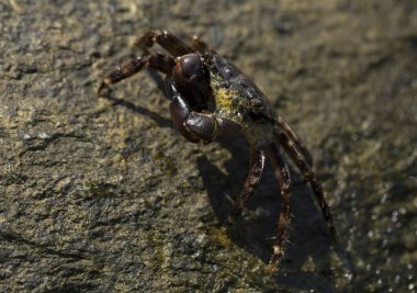 Pachygrapsus marmoratus bazen mermer kaya yengeci veya mermer yengeç olarak da adlandırılan bir yengeç türüdür. Karadeniz. Taşlarda yengeç. Hayvanın çiftleşme davranışı, köpüğün serbest bırakılması..