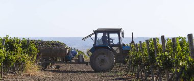 Taraclia, Moldova, 09.15.2020. Köylüler üzüm topluyor. Şarap üretimi. Üzüm toplama işleminin mekanizasyonu. Traktörle tarladan şarap malzemelerinin çıkarılması. 