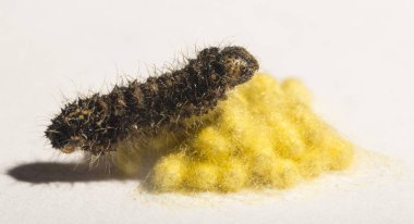 Apanteles glomeratus, Pieris brassicae. Böceklerin kendi aralarında parazitlenmesi. Koinobiont parazit arıları.