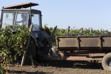 Taraclia, Moldova, 09.15.2020. Köylüler üzüm topluyor. Şarap üretimi. Üzüm toplama işleminin mekanizasyonu. Traktörle tarladan şarap malzemelerinin çıkarılması. 